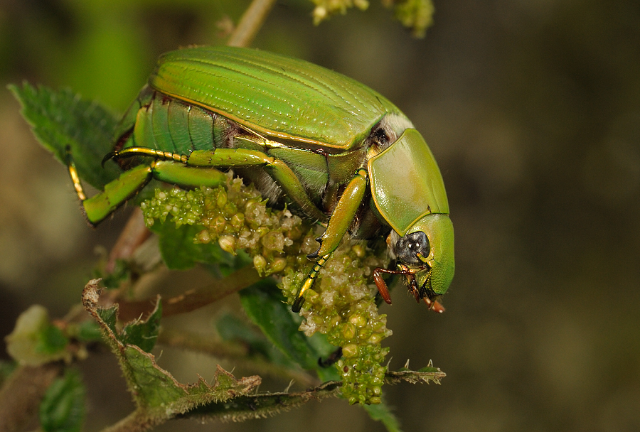 Chrysina