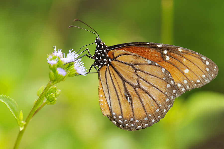 Danaus 