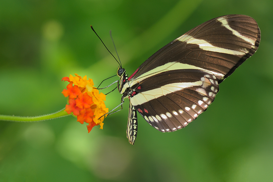 Heliconius  