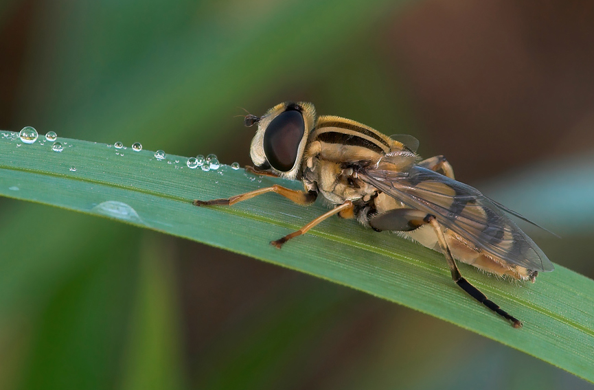 Heliophilus