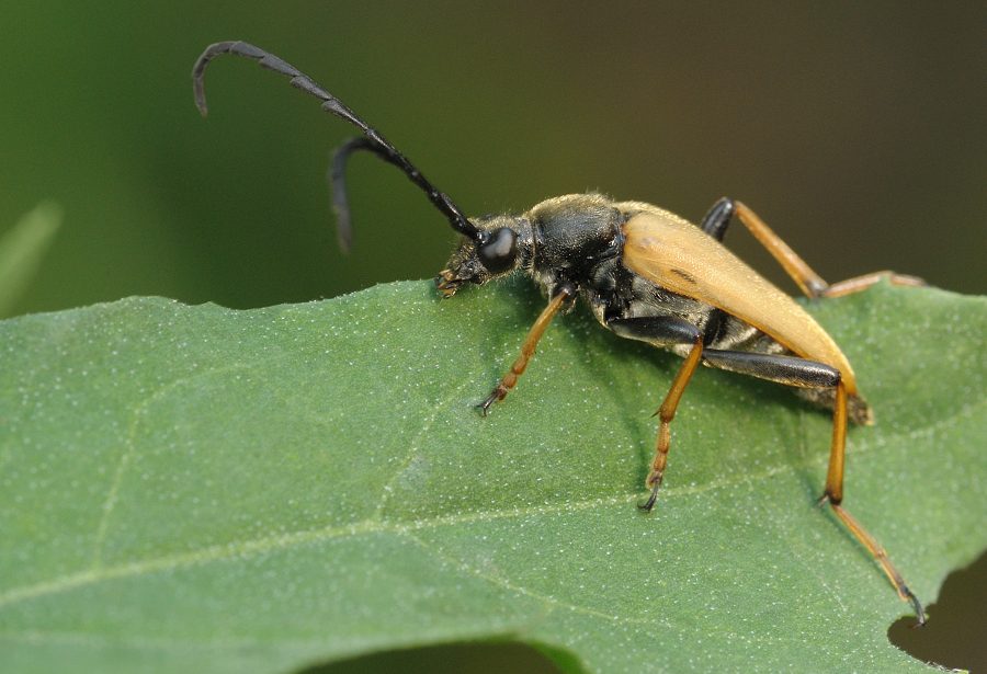 Leptura