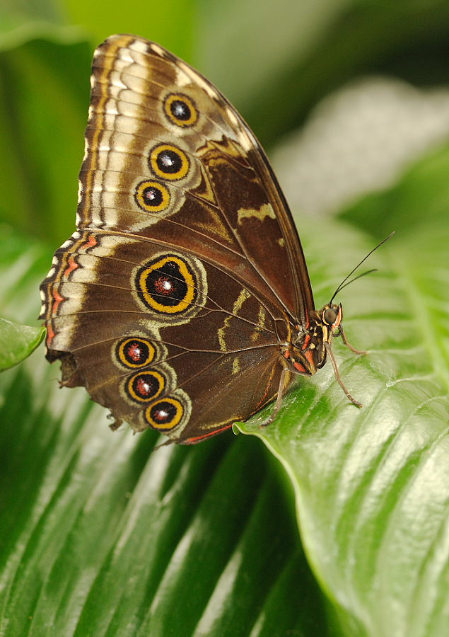 Morpho