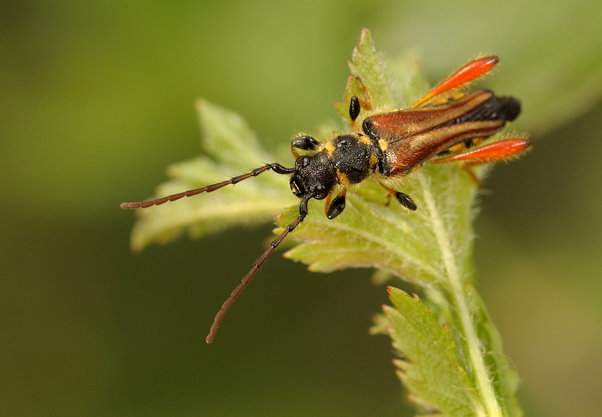 Stenopterus