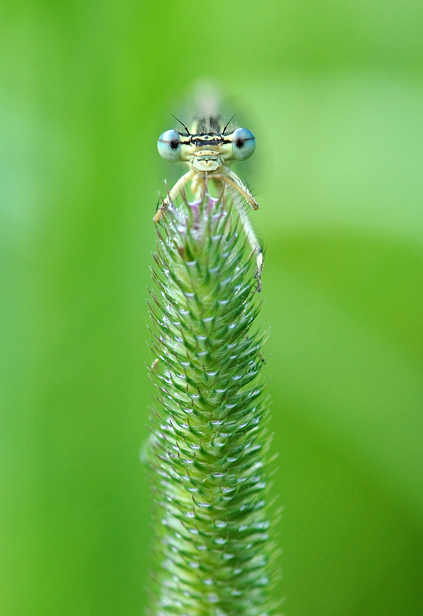 Středovka